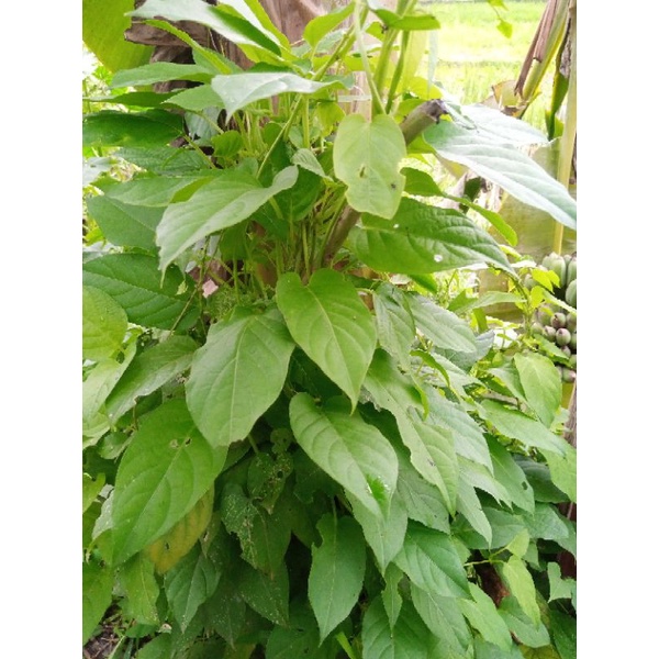 

Daun Simbukan/Daun kentuk 250grm