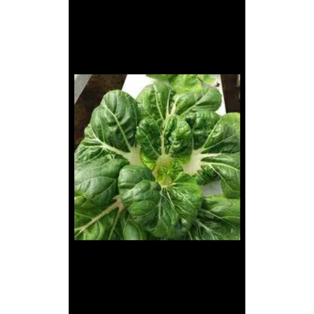 benih bibit baby naibai hidroponik