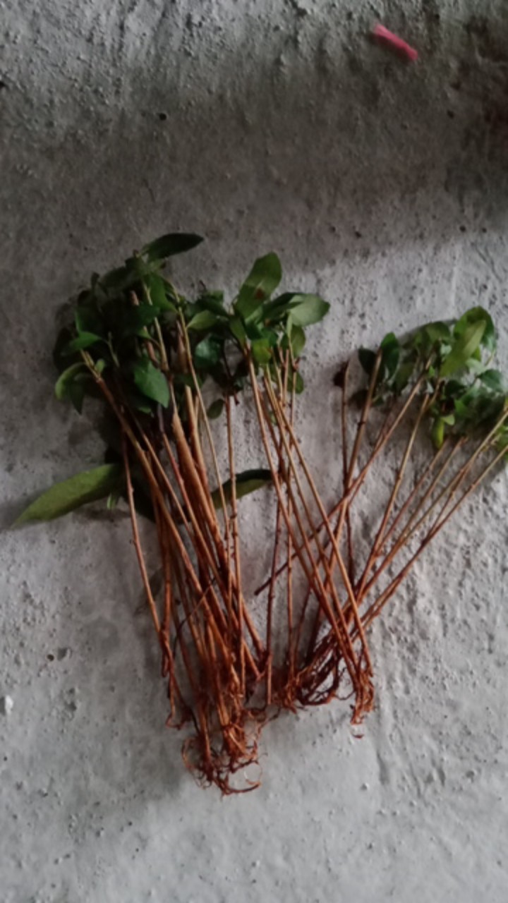 Pohon Lee Kwan Yew / Likuanyu Perbatang