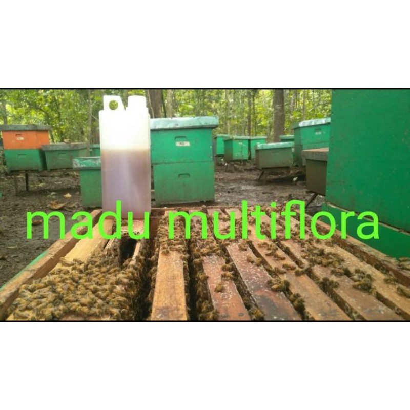 

MADU ASLI 100%/MULTIFLORA / kemasan 1 Kg
