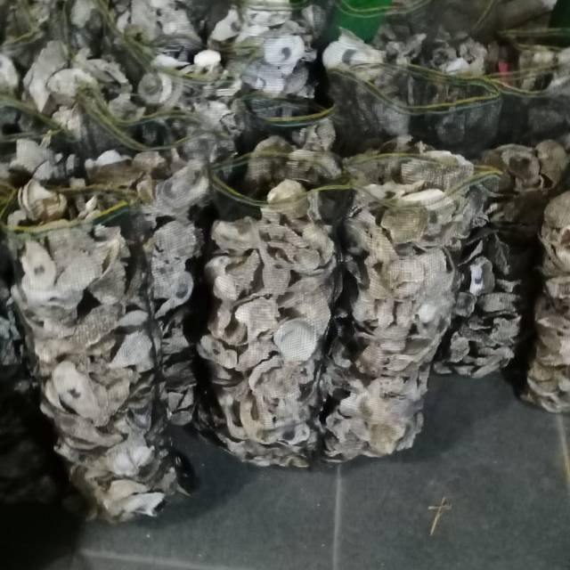 

Kerang oyster paket 5kg/5000gr