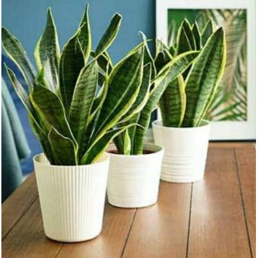 Sensivera / lidah mertua