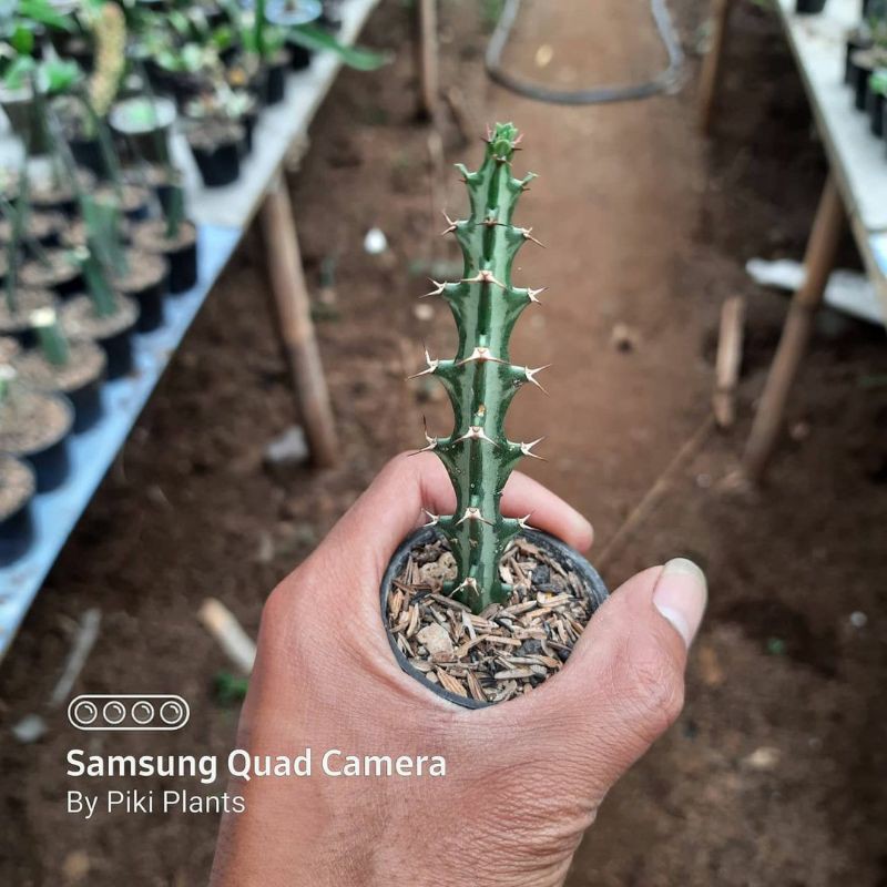 

euphorbia knuthy tunggal