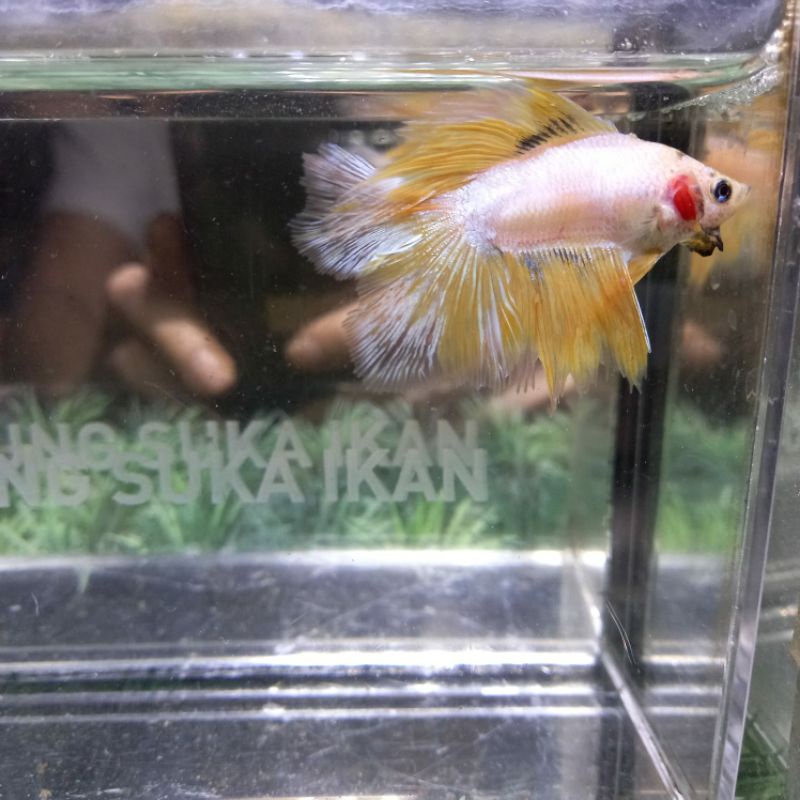 IKAN CUPANG HMDT MASCOT YELLOW 100%REALPICT