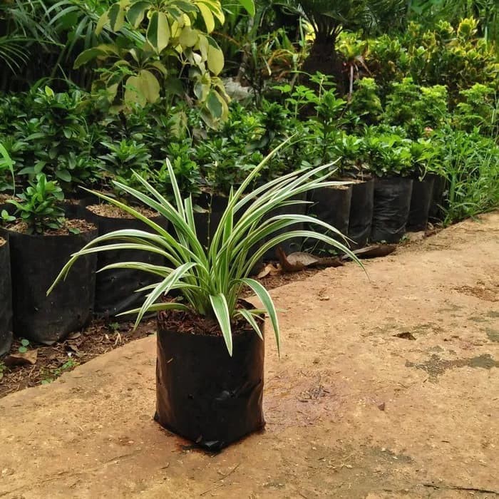 Tanaman Hias Rumput Rumputan Mini Lili Paris Shopee Indonesia