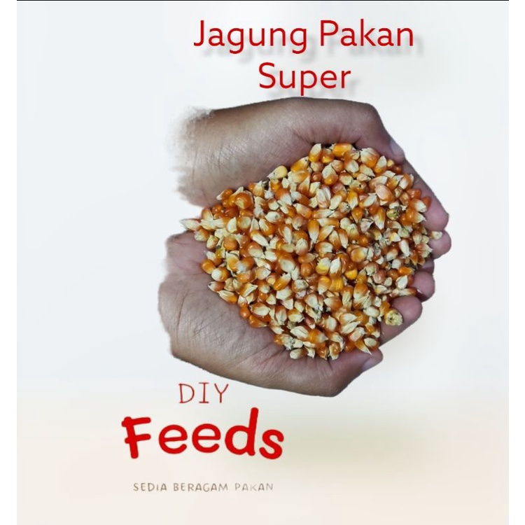 Pakan Jagung Kristal Super Ayam Merpati 1Kg