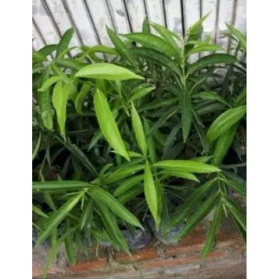 

Bibit Tanaman Herbal Mahkota Dewa