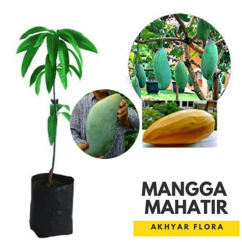 Terbaik Bibit Mangga Mahatir Pohon Mangga Bibit Buah Mangga Mahatir