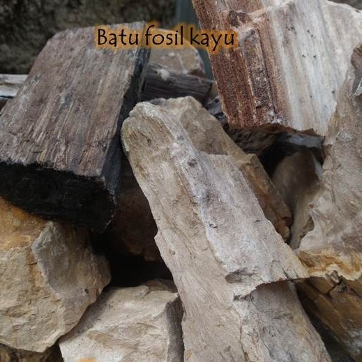 batu fosil kayu aquascape aquarium 1kg