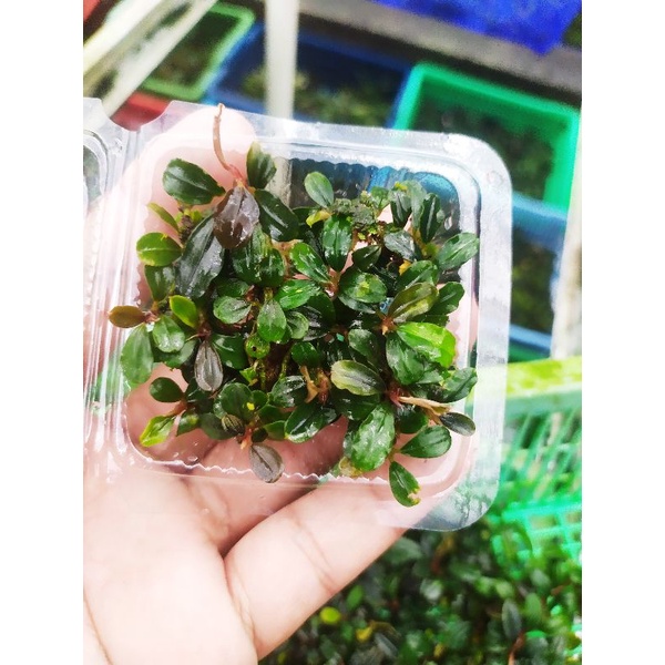 bucephalandra mini coin original porsi mika kecil