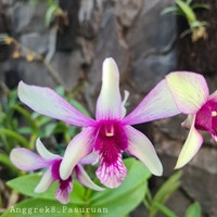anggrek dendrobium caesar sanan white