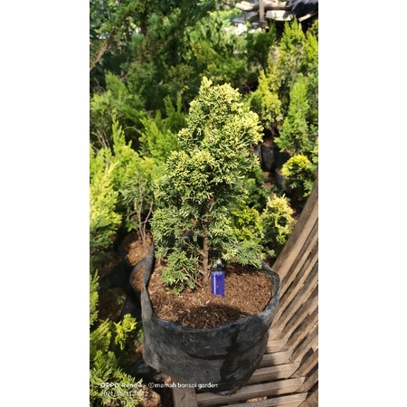 bahan bonsai cemara golden sinensis hasil cangkok jaminan akar banyak