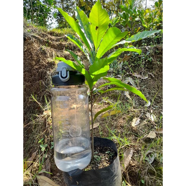 abiu / sawo australia