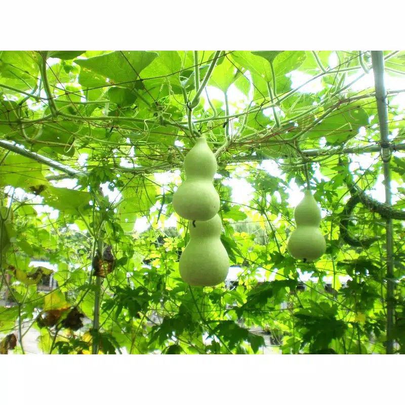 Benih / Bibit / Seeds Labu botol Unik Tanaman Labu air