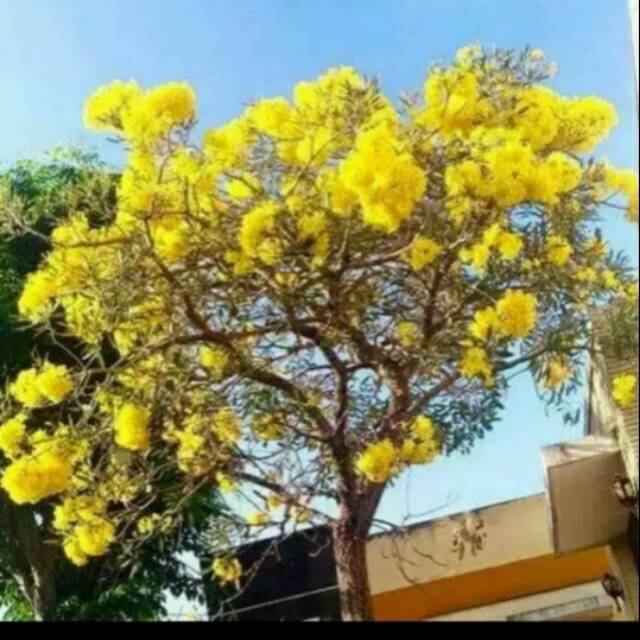 Tanaman Tabebuya Kuning / Bibit tabebuya bunga kuning