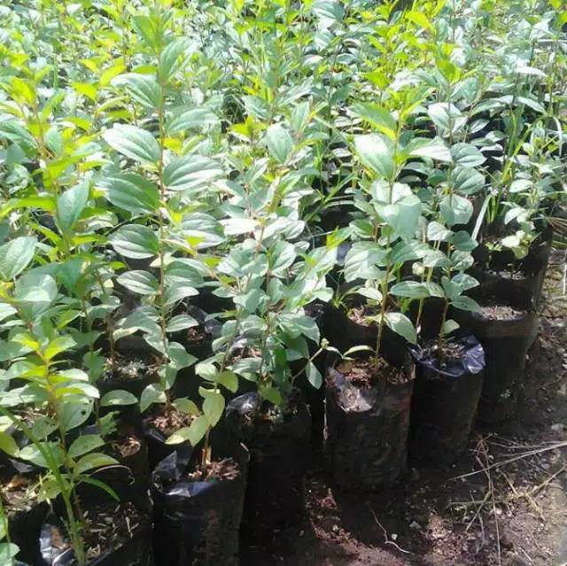 Daun Bidara //Bibit Pohon Bidara Termurah Di shopee