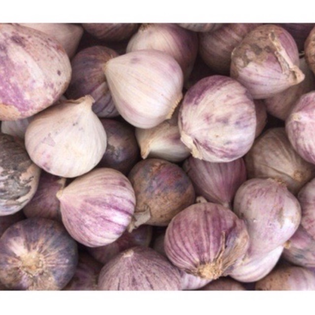 

Bawang putih tunggal