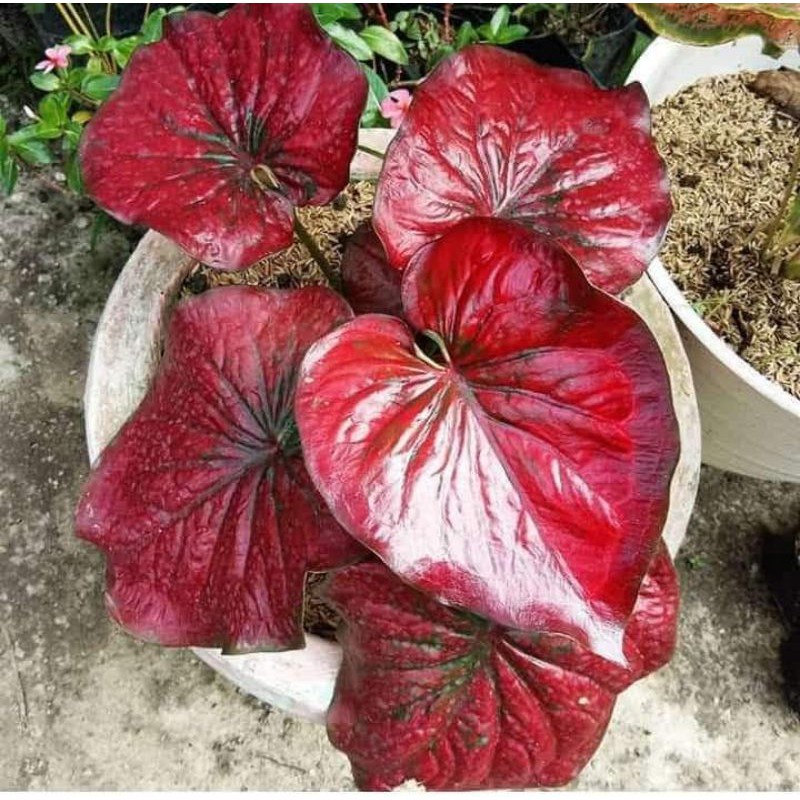 TANAMAN HIAS CALADIUM RED STARDUST KELADI RED STARDUST