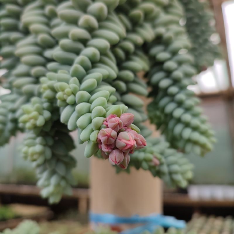 Sukulen air mata/Sedum donkey tail