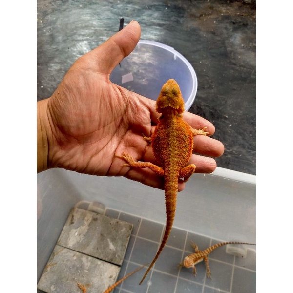 mainan bearded dragon Hypo Trans jantan