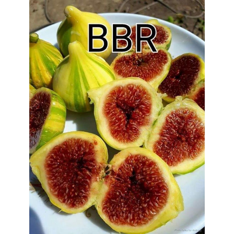 

FC bibit buah tin jenis BBR