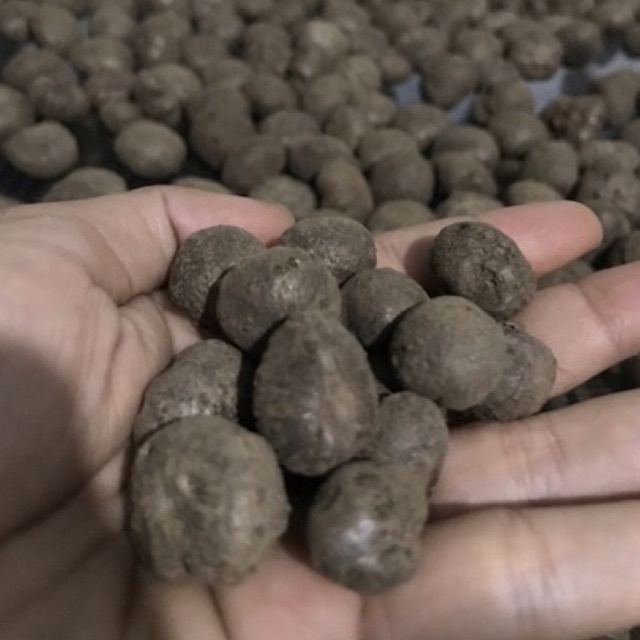 katak porang dorman mini isi banyak [300-1000]1KG