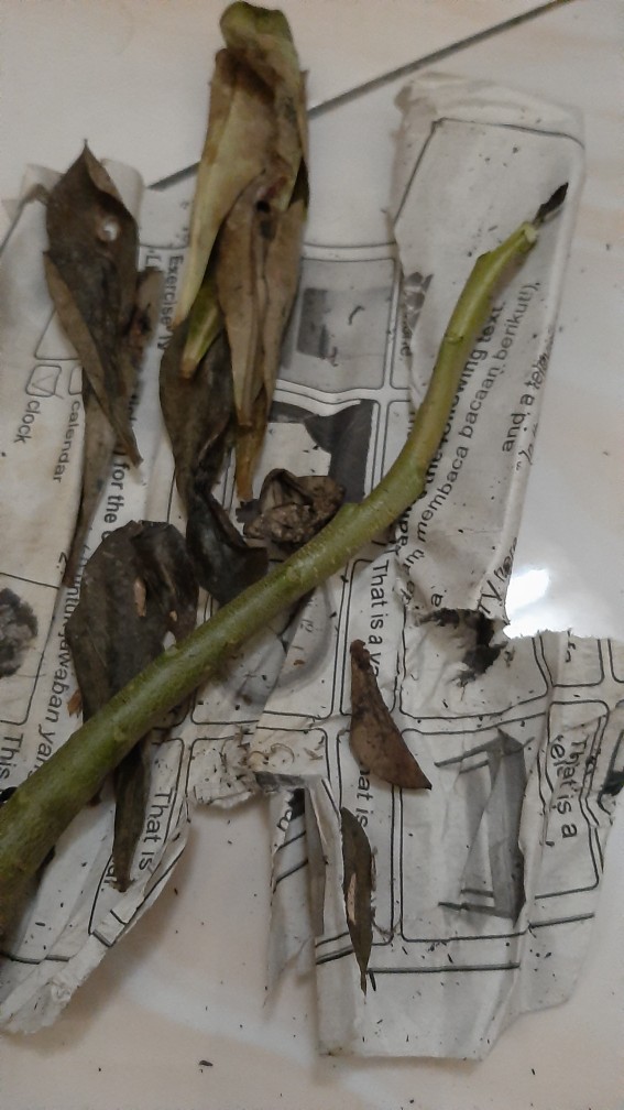 Bibit Bunga Kamboja Adenium Golden Faith