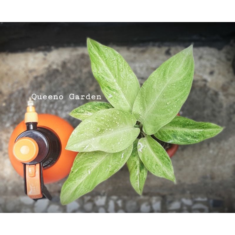 aglonema sundrop