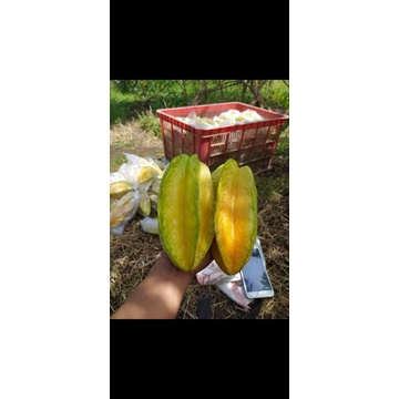 

belimbing madu