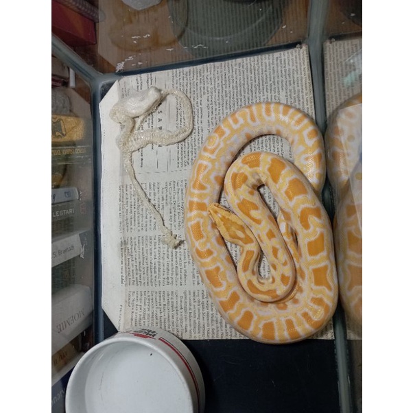 molu / burmese pyhton albino bukan retic, ball python, boa, cornsnake. SOLD