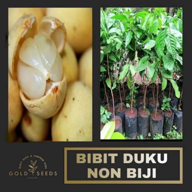 bibit duku non biji
