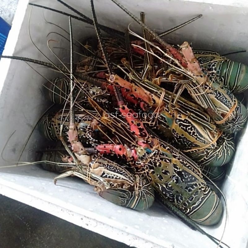 

Lobster laut 500-1000gr
