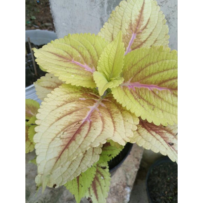 miana super premium big kuning