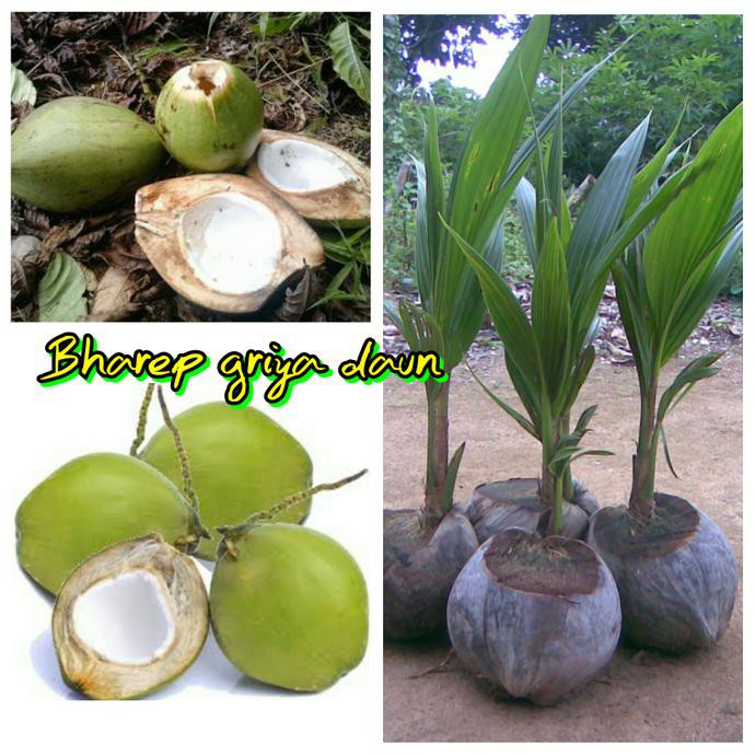 &&**&& Bibit Kelapa Kopyor Genjah Hijau Kliwon