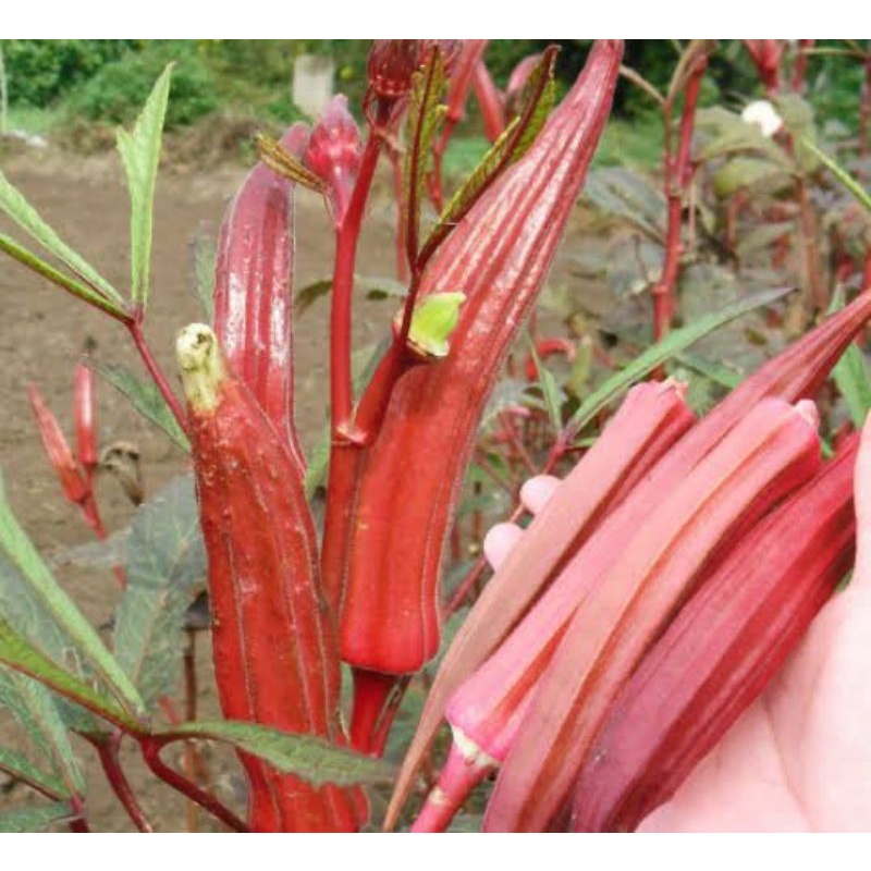 Benih okra merah