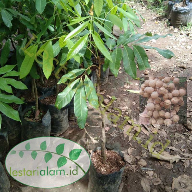 Bibit tanaman pohon buah lengkeng bibit lengkeng