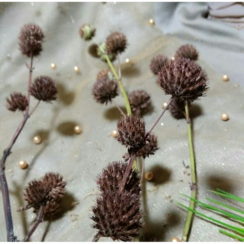 RUMPUT POMPOM KERING