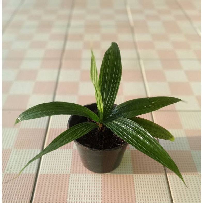 ardisia corcolinggo sp