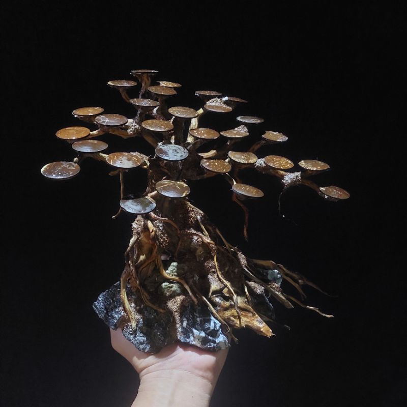 Bonsai Moss Aquascape 30 cm untuk aquarium 40-60 cm murah