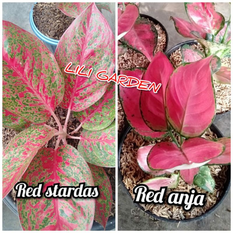(COD) BUNGA AGLONEMA PAKET 2 JENIS AGLONEMA RED STARDAS DAN RED ANJA