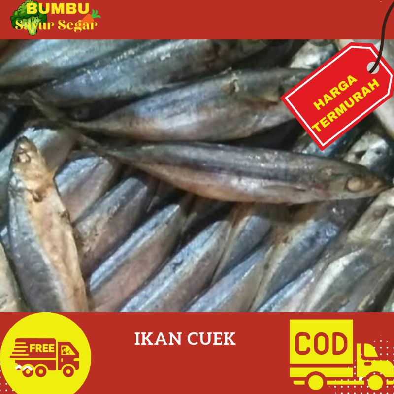 

IKAN CUEK SEDANG