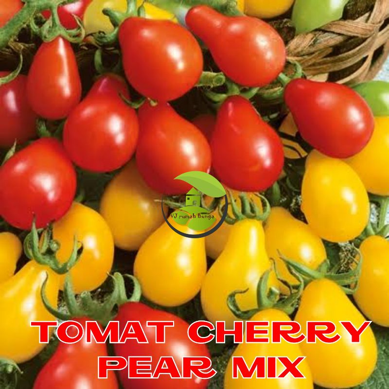 Benih Tomat Cherry Merah Manis Tomat Cherry Tropical Ruby Tomat Cherry Rampai Tomat Cherry Kuning-tomat ceri pear mix