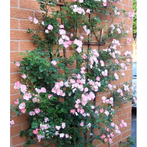 tanaman Climbing rose pink (mawar rambat)