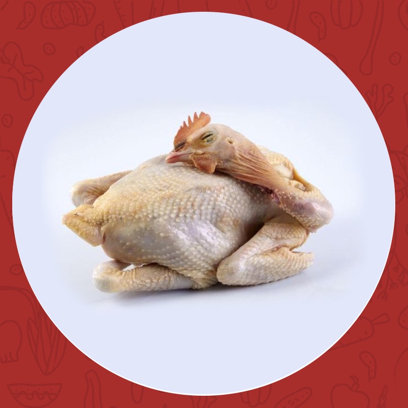 

AYAM KAMPUNG 1EKOR