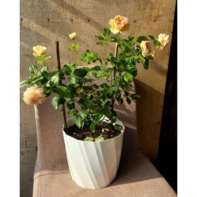 ownroot mawar masora