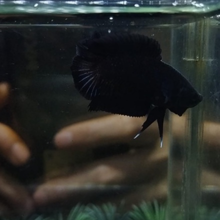 (100% REALPICT) SEPASANG/1 PAIR CUPANG PKDT/DTPK BLACK LACE (KODE AT5)