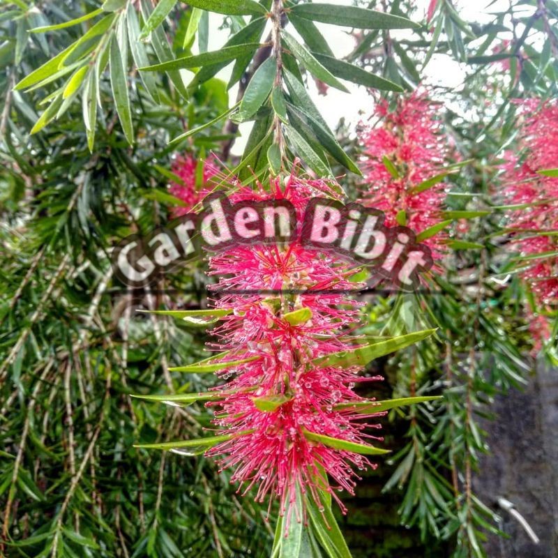 bibit bunga sikat botol