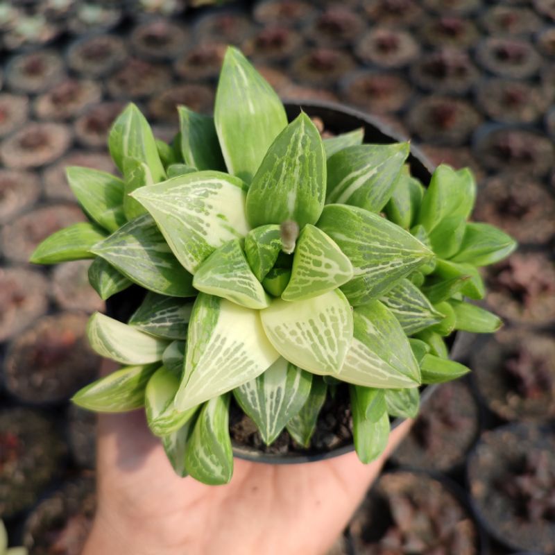 Haworthia Retusa Variegated | DP 10cm