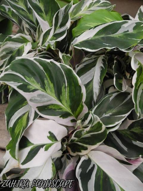 Tanaman Hias Calathea - Calathea White Fusion - Calathea Tissue - Kalatea Tisu