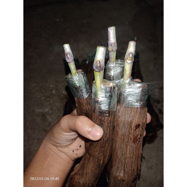 1 BIBIT ANGGUR IMPORT COD